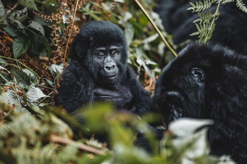 Foto ke galerii Pozorování goril horských v Ugandě