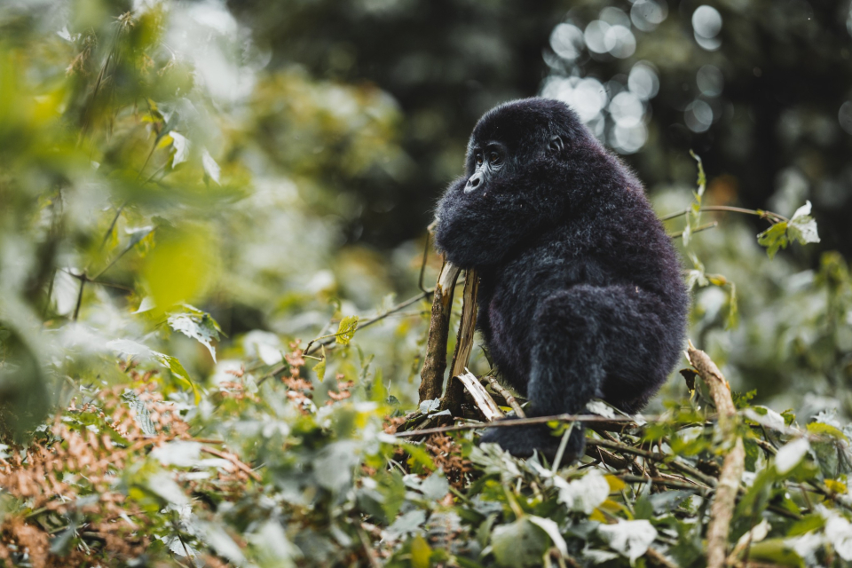 Foto ke galerii Pozorování goril horských v Ugandě