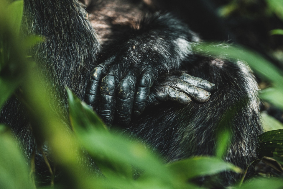 Foto ke galerii Pozorování šimpanzů v Národním parku Kibale v Ugandě
