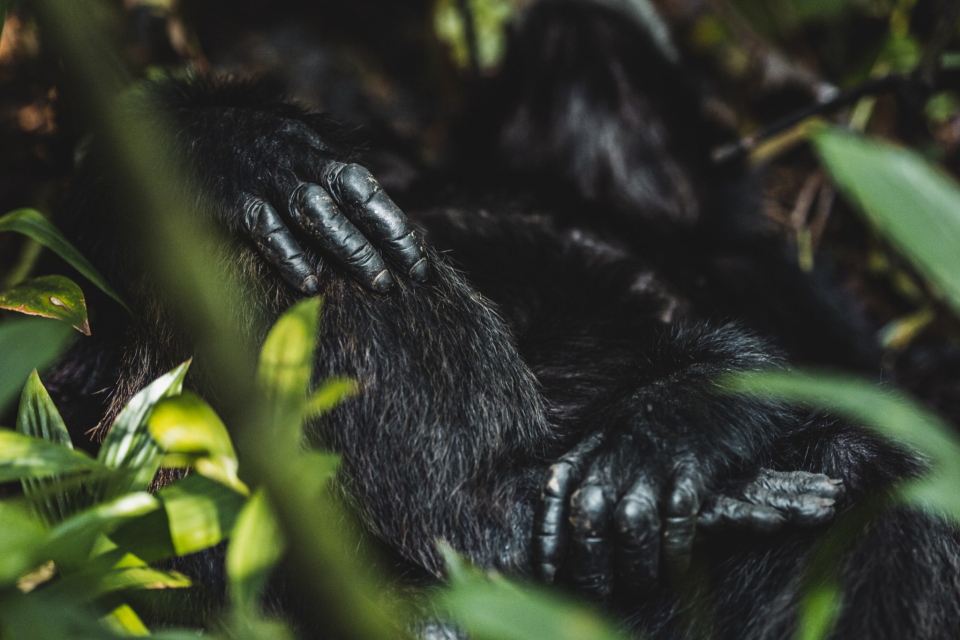 Foto ke galerii Pozorování šimpanzů v Národním parku Kibale v Ugandě