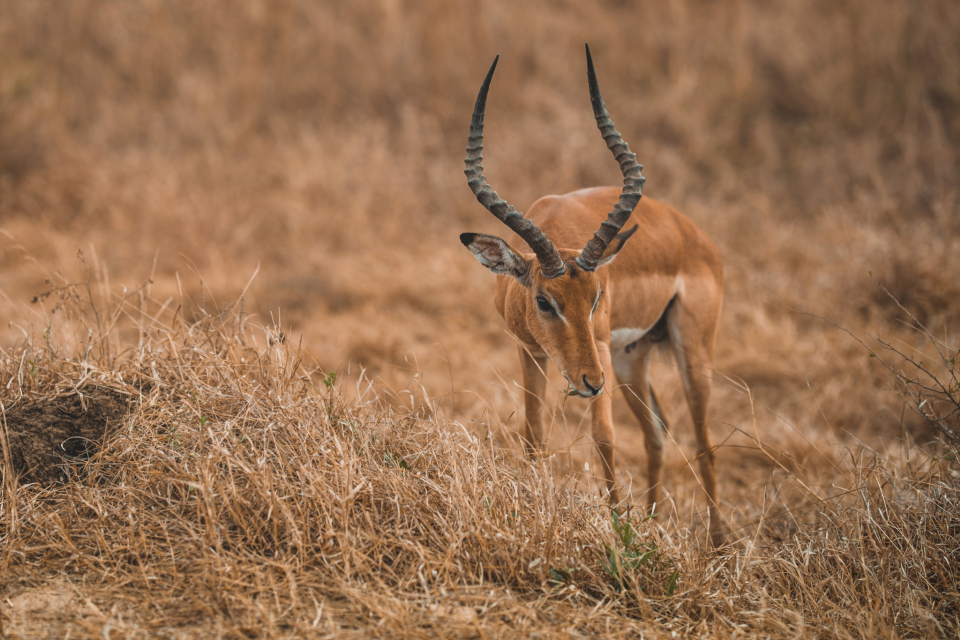 Foto ke galerii Safari v národní parku Mikumi v Tanzánii