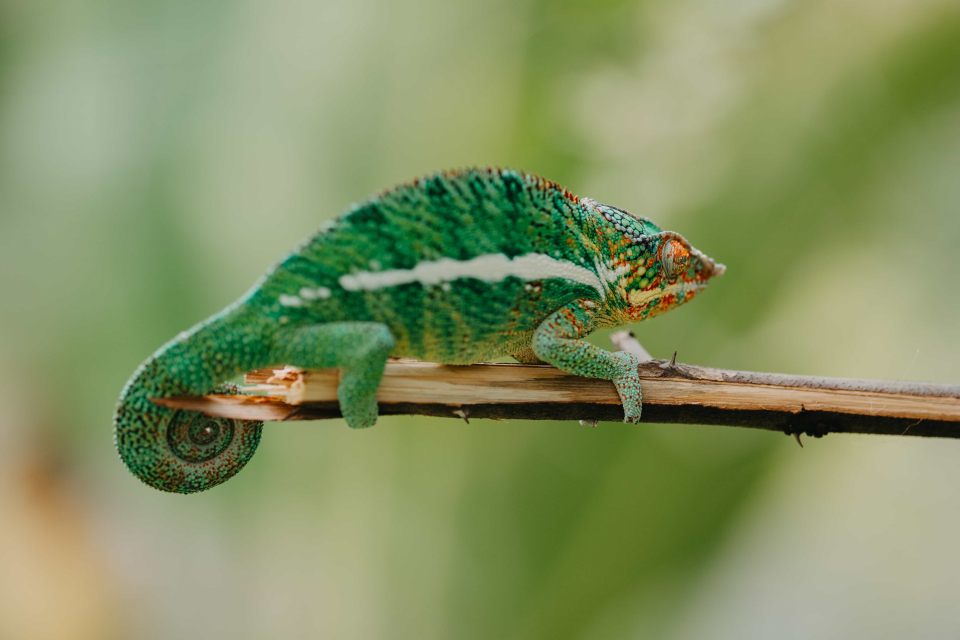 Foto ke galerii Madagaskar