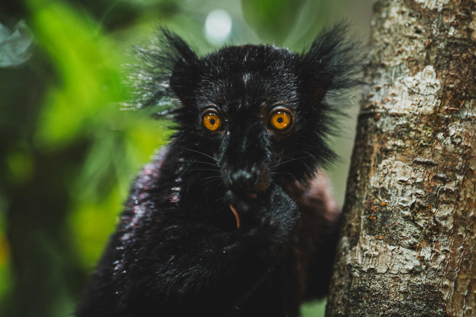 Foto ke galerii Madagaskar