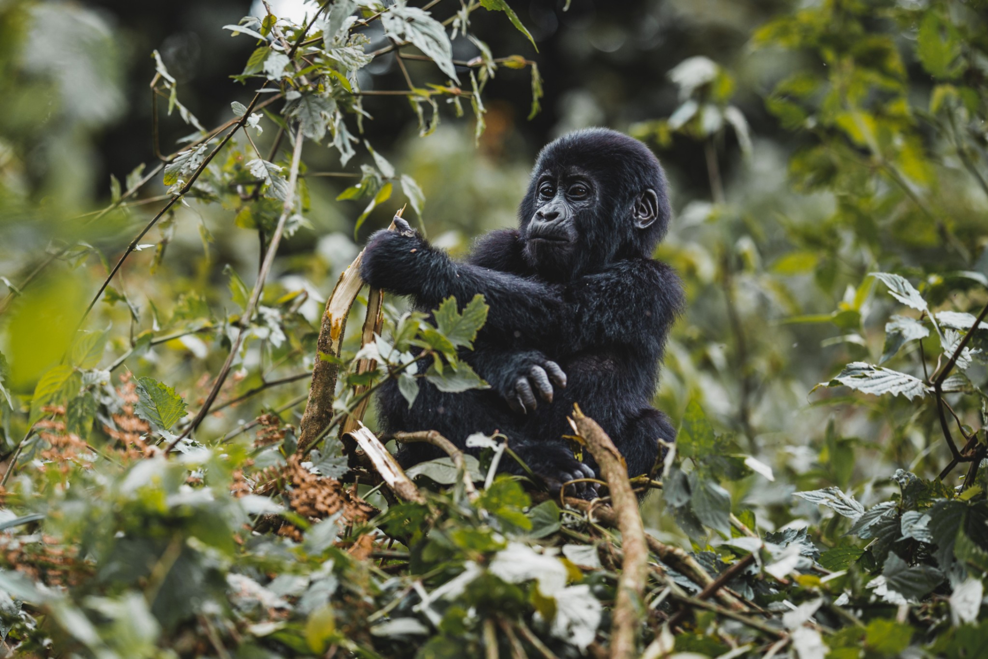 Foto k novince Pozorování goril horských v Ugandě