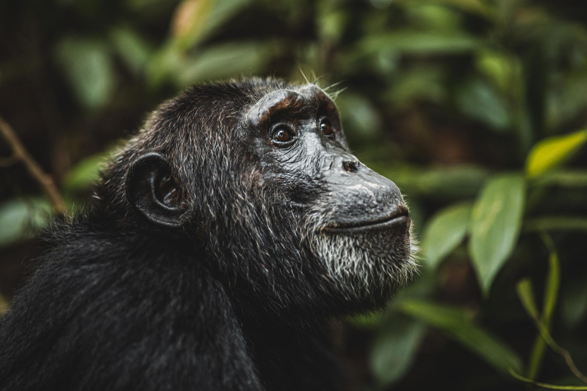 Foto k novince Pozorování šimpanzů v Národním parku Kibale v Ugandě