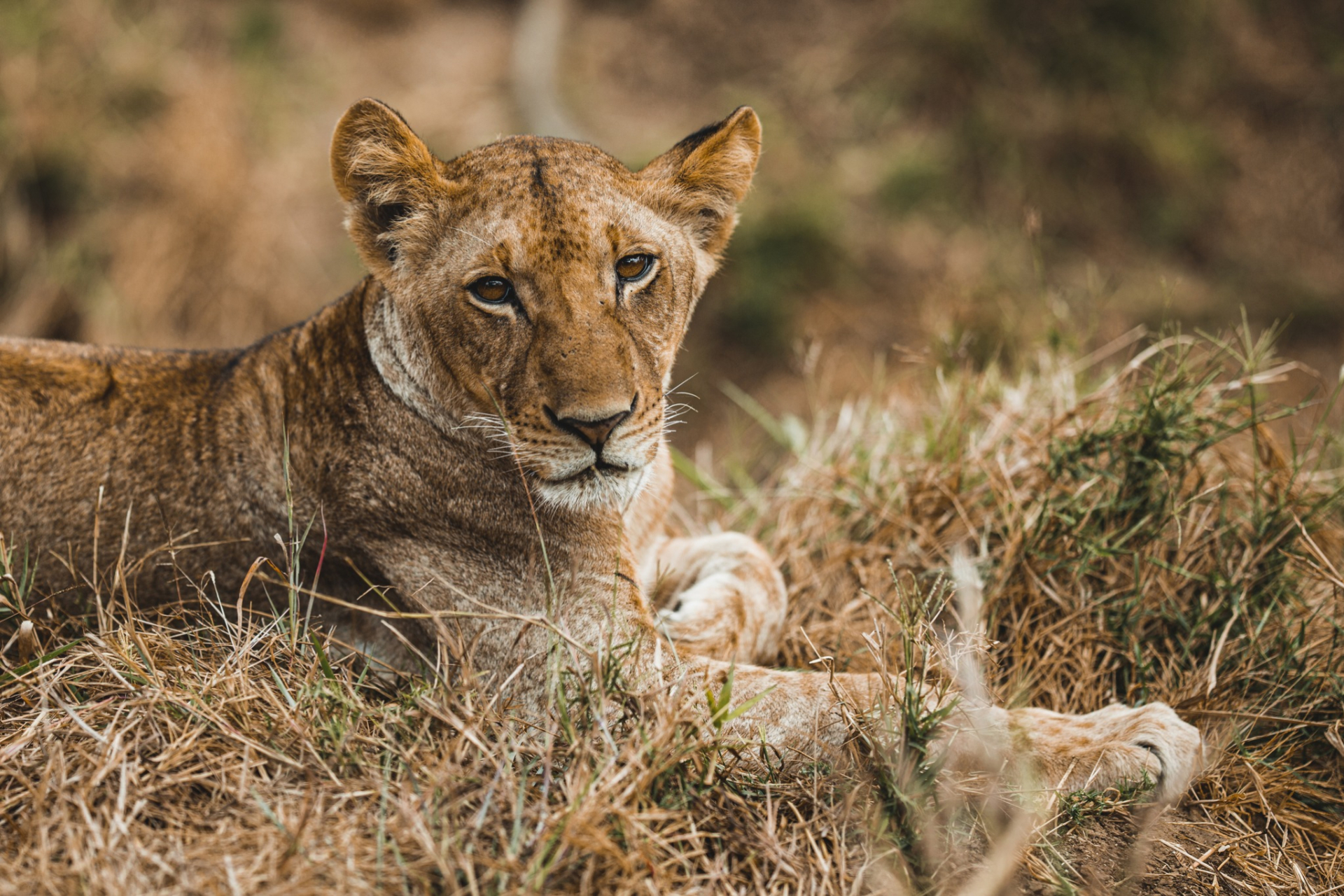 Foto k novince Safari v národní parku Mikumi v Tanzánii